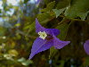 Detalle de flor