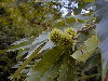 Hojas y frutos en el 