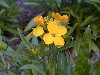 Flores de alhel amarillo