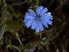 Detalle de la flor