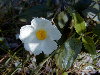 Flor de variedad sin manchas