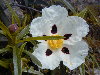 Flor con las llamadas cinco llagas