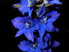 Ejemplar azul en floracin