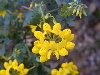 Flores que forman una coronilla