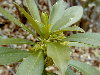 Planta con diminutas flores