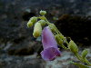 Planta al principio de su floracin