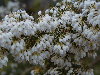 Flores blancas