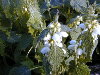Planta en flor