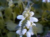 Detalle de flores