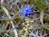 Planta en flor