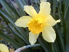 Flor de una variedad de jardn