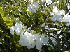 Variedad de flores simples blancas