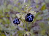 Detalle de las flores