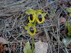 Planta en flor