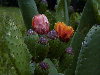 Detalle de flores