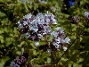 Detalle de pancula floral