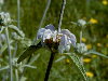 Variedad Phlomis purpureus, comn en Espaa