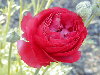 Variedad roja, de jardn
