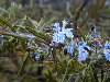 Variedad silvestre de flores azules