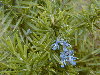 Variedad de jardín con flores azules