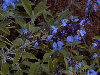 Espiga de flores