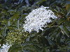 Detalle de flores