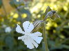 Variedad de flor blanca