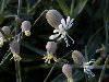 Flores con cliz globular caracterstico y sin listas