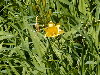 Tulipn silvestre