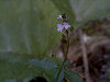 Flores de verbena