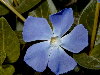 Flor de vinca mayor